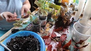 Посадка и пересадка БЕГОНИИ