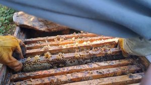 исправление семьи трутовки и проверка на принятие матки