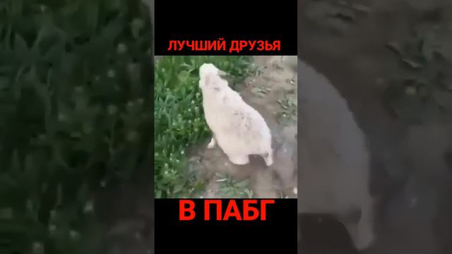 У КОГО ЕСТЬ ТАКОЙ ДРУЗЬЯ