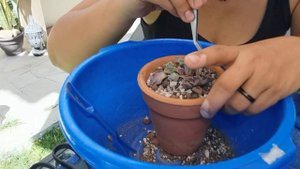 Titanopsis Calcarea // Trasplante // Any Grc