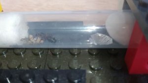 Прыткий степной муравей