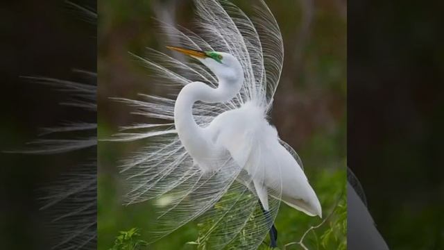 БЕЛАЯ ПТИЦА. Релакс музыка.. смотреть онлайн