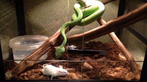 Куфия Гумпрехта Trimeresurus gumprechti female