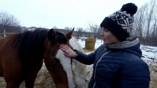 КУПИЛИ ДОМ В ДЕРЕВНЕ. ЧТО У НАС ЗА ЛОШАДИ И КАК ОНИ У НАС ПОЯВИЛИСЬ смотреть онлайн