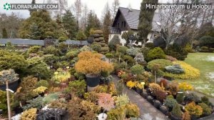 Мини арборетум Холуба (Чехия). Коллекция хвойных растений