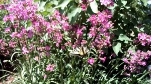 Papillon tigré dans lychnis viscaria