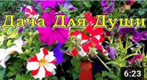 Формула обильного цветения ПЕТУНИИ???