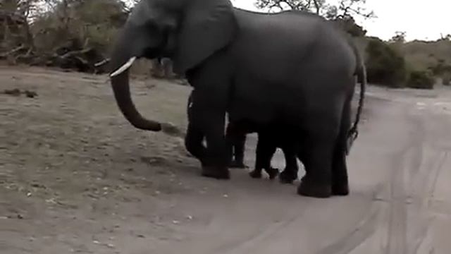 Слоненок чихнул и испугался. смотреть онлайн