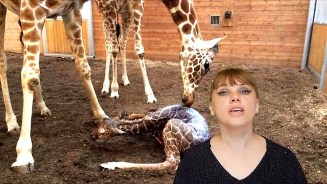 А ты знаешь? Кто при рождении падает с 2 метровой высоты? смотреть онлайн