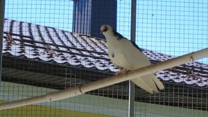 Голуби. Вольский вислокрылый турман