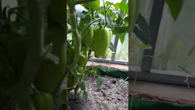 Урожайный сорт томатов Жиголо