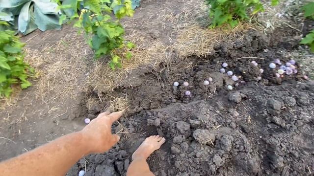 ?ВШИ (пухоеероеды у кур)?//Как выглядят куриные блохи//Как избавиться от куриных блох, клещей смотреть онлайн