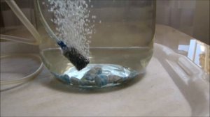 Барботирование семян крупноплодной земляники! Первые всходы петунии!