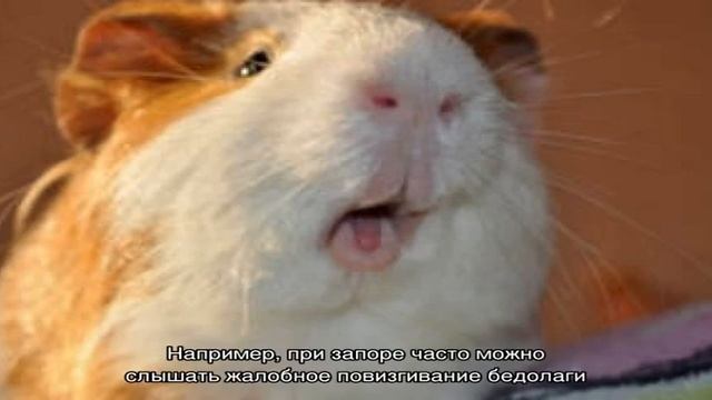 Почему морская свинка пищит, когда ее гладишь? смотреть онлайн