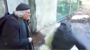 Мужик разговаривает с обезьяной (мем из тик тока)