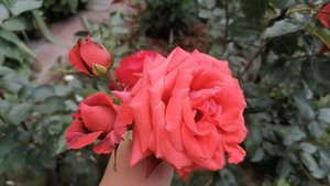 Роза чайно-гибридная Лавли Ред