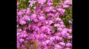 #Лобелия #Лихнис Garden #flowers139 Декоративные растения