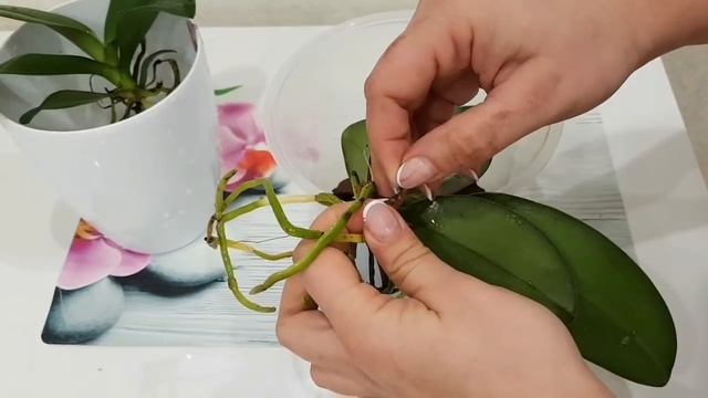 СЕКРЕТ успешной ПОСАДКИ орхидеи фаленопсис. СТИМУЛЯЦИЯ корнеобразования. ГРУППОВАЯ посадка.