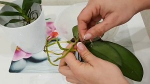 СЕКРЕТ успешной ПОСАДКИ орхидеи фаленопсис. СТИМУЛЯЦИЯ корнеобразования. ГРУППОВАЯ посадка.