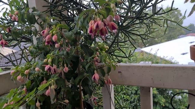 제라늄.후크시아.패튜니아.백일홍.베고니아.콜레우스~♡ смотреть онлайн