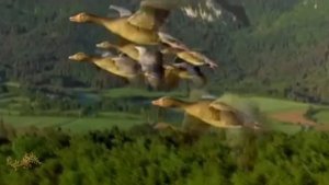 гр Белый день Улетают наши мамы
