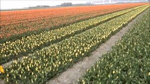 Тюльпаны.Как их выращивают в Голландии.the tulip fields in the Netherlands.Hа машине по Европе