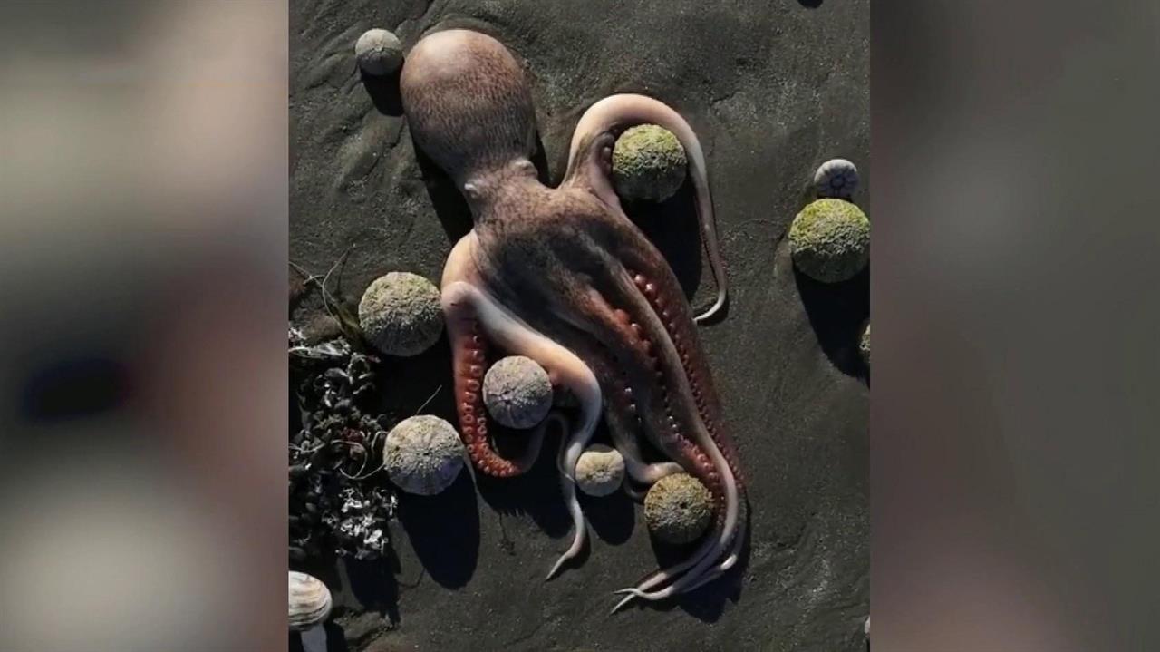 Причины массовой гибели морских животных на Камчатке выясняют экологи, токсикологи и чиновники