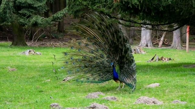 Красивая птица- ПАВЛИН Beautiful peacock bird