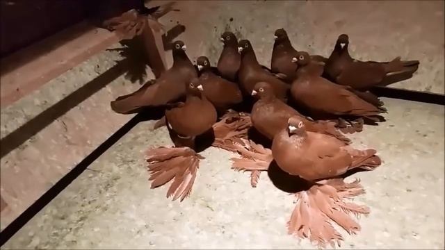 Маленькая голубятня с Шикарными Голубями 2 /Petite Dovecote and Beautiful Pigeons(А. Моор ,Gifhorn смотреть онлайн