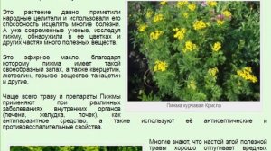 Пижма курчавая Криспа. Tanacetum vulgare Crispa.