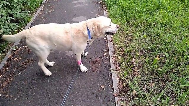 Бадюшка, поправляйся скорее любимый!!! смотреть онлайн