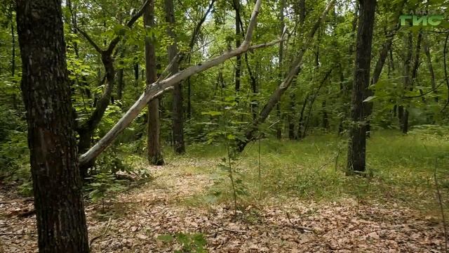 Походная аптечка: что должно быть внутри