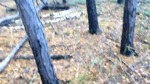 Лесные Копатели "ЭНКОЛПИОН"