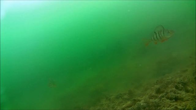 оз Разрез Тросовое и его подводный мир г Назарово