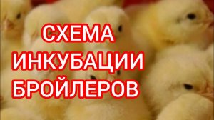 Схема  инкубации бройлеров вывод 95 процентов