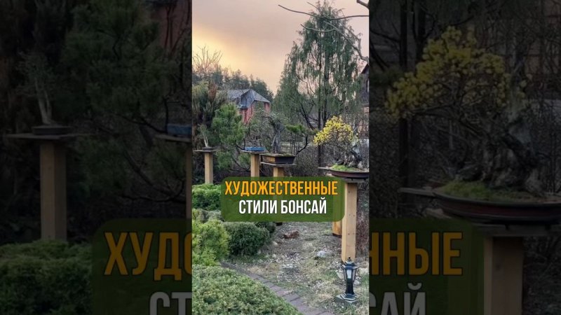 ХУДОЖЕСТВЕННЫЕ СТИЛИ БОНСАЙ.