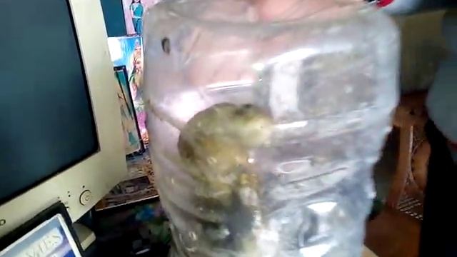 RELEASING COBRA and TRINKET SNAKE 9822021291 смотреть онлайн