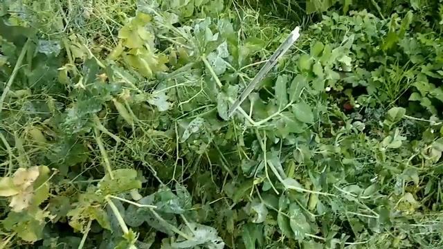 Влог/собираем урожай/грибной суп/имидж дача стайл ?/красивые стихи) смотреть онлайн