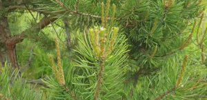 Стрижка сосны, как я это делаю.