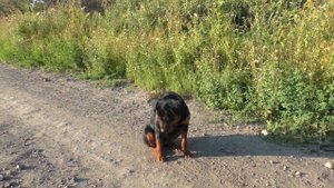 За сколько пробежит Ротвейлер 100 метров. Ротвейлер