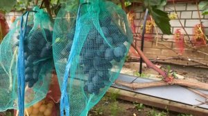 Виноград Атос  в северном Подмосковье или эталон красоты и аккуратности