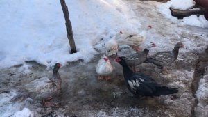 О яйцекладке / Брачный период Мускусных уток в разгаре / Как селезень топчет уточек / Мускусные утк