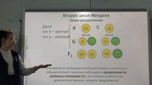 Второй закон Менделя. Закон расщепления по признаку