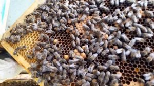 Матку в отводок, семью на роевой маточник.