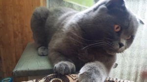 ЧТО СЛУЧИЛОСЬ С КОТОМ???? / СМЕШНЫЕ ЖИВОТНЫЕ / ЗЛОЙ БРИТАНСКИЙ КОТ  / КОТ СИЛЬВЕР