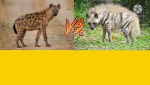 ПЯТНИСТАЯ ГИЕНА VS ПОЛОСАТАЯ ГИЕНА!!