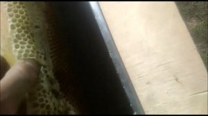 Пасека. Сбор мёда. Ростовская область х. Ведерников. #мёд #пасека