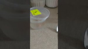 оживляем замороженную креветку #креветка #оживляемзамороженнуюкреветку