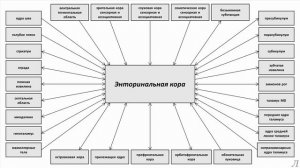 11.26.2 Подробное разъяснение. Энторинальная кора. Часть вторая