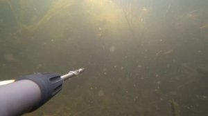 подводная охота на дикого сазана. крупный сазан. сентябрь 2021 маныч, веселовское водохранилище